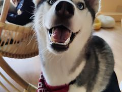 -Husky Go! 哈士奇体验馆·宠物咖啡厅狗咖