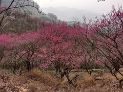 -新建村梅花