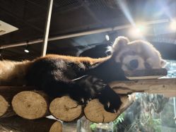 -Zoolung Zoolung动物主题公园(海信广场店)