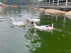 -莲湖公园