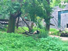-都江堰中华大熊猫苑