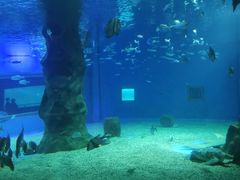 -北戴河圣蓝海洋公园
