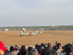 -盐城丹顶鹤湿地生态旅游区