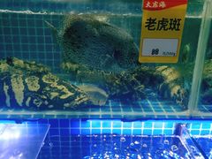 -大东海海鲜酒楼(渔人码头总店)