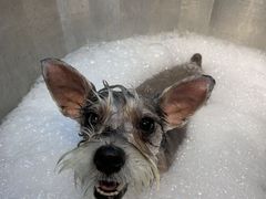 -PETKIT小佩宠物·低压洗护(国顺东路店)