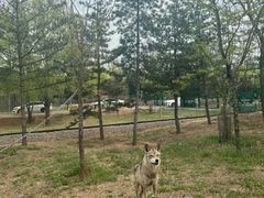 -秦皇岛野生动物园