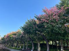 -映月湖公园