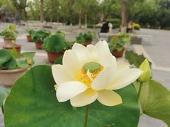 -莲花池公园