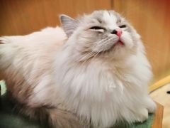 -CAT’S MEWSTAR CAFE·喵星球猫屋(晴湾咖啡店)