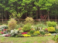 -上海共青森林公园