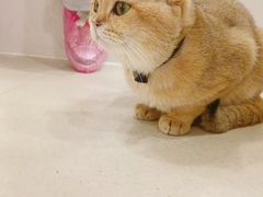 -共舞时光猫咖·狗咖(新街口店)