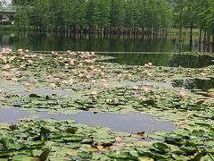 -白鹭湾湿地公园