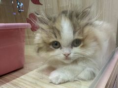 -momokira米努特·德文卷毛猫·棉花面纱犬