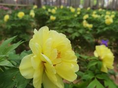 -仁和公园(顺义区)