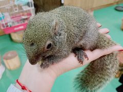 -藦茜花园宠物主题亲子互动体验馆(国顺东路店)