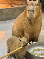 -Zoolung Zoolung动物主题公园(海信广场店)