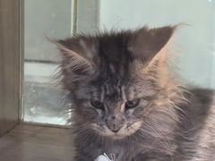 -BABIT巴比特宠物(MOMOPARK店)