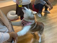 -Husky Go! 哈士奇体验馆·宠物咖啡厅狗咖