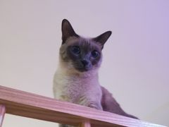 -滚猫咖啡·猫咖·猫友好撸猫(未来城店)