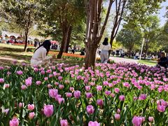 -洛阳郁金香牡丹园