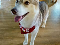 -Husky Go! 哈士奇体验馆·宠物咖啡厅狗咖