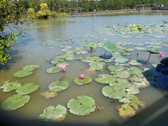 -大湾区中央湿地公园