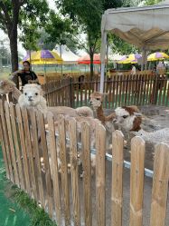 -萌宠亲子动物乐园(槐房万达店)