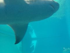 -北戴河圣蓝海洋公园