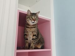 -关爱宠物医院·猫科中心·消化科(滨湖万达分院)