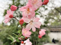 -留园