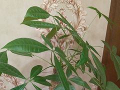 -小八仙·宴(三峡茶庄店)