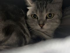 -纳吉亚猫专科动物诊疗中心(蒋宅口分院)