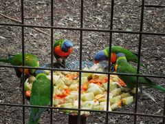 -费瑟代尔野生动物园