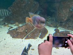 -江和美海洋公园