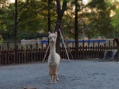 -上海野生动物园