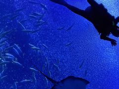 -珠海长隆海洋王国