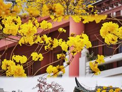 -光孝寺
