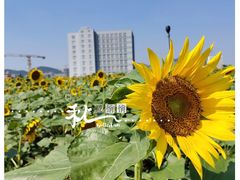 -光明小镇欢乐田园