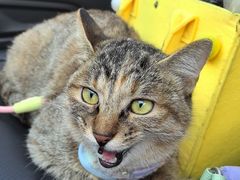 -瑞派长江宠物医院·猫科·外科·24小时夜护(谊城公寓分院)