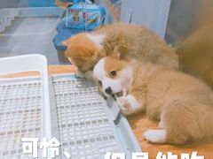 -狗道宠物(常熟印象城店)