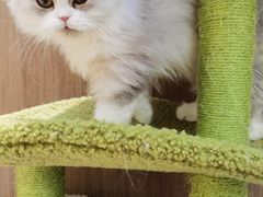 -COLOR PETS 撸猫馆·购猫·猫咖(长风大悦城店)