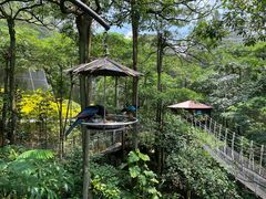 -新加坡飞禽公园
