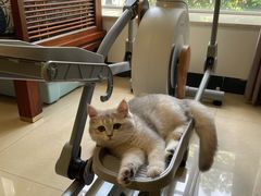 -lincat·猫舍(广州店)