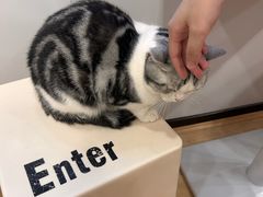 -有喵·猫咖·狗咖·40+猫狗有小奶狗(岗厦店)