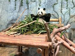 -深圳野生动物园