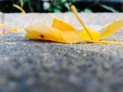 -八大关景区