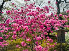-天龙寺