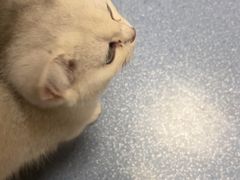 -瑞鹏宠物医院·爱宠堂·骨外专科(西荷分院)