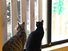 -萌喵宠狗爱心宠咖