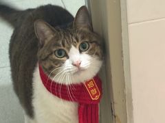 -瑞鹏宠物医院·骨科·猫科·内科(第一中心)